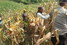 Desa Padang Bindu Panen Jagung 2 Ton