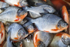 Suka Makan Ikan Bawal? Yuk Ketahui 5 Manfaatnya