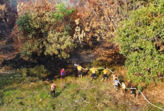 20 Hektare Lahan Terbakar di Muara Enim, Petugas Terkendala Akses dan Sumber Air