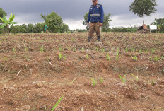 Bhabinkamtibmas Cek Ketahanan Pangan Koptan Tirta Tani Sukses