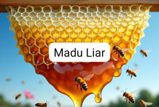 Madu Liar Kaya Manfaat, Salah Satunya Dapat Meningkatkan Kualitas Tidur