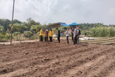 Dukung Ketahanan Pangan, Tanam Jagung di Lahan Seluas 1,5 Hektare