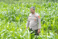 Tanaman Jagung Pipil di Semende Tumbuh Subur