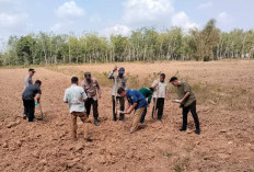 Polsek Lubai Bersama Kelompok Tani Tanam Jagung di Lahan 2 Hektare