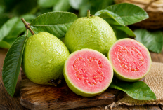 Buah Murah dengan Segudang Khasiat, Inilah Manfaat Jambu Biji untuk Kesehatan