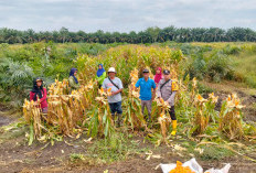 Dorong Ketahanan Pangan Lewat Panen Raya Jagung di Muara Belida