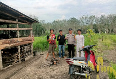 Siapkan 6 Hektare Lahan Jagung