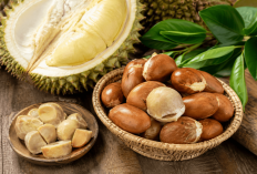 Jangan Langsung Dibuang, Ini Manfaat Biji Durian yang Jarang Diketahui