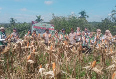 Panen 1,5 Ton Jagung di Lahan 2,25 Hektare