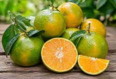 Manfaat Rutin Mengonsumsi Buah Jeruk, Mulai Meningkatkan Imunitas hingga Jaga Kulit Tetap Sehat