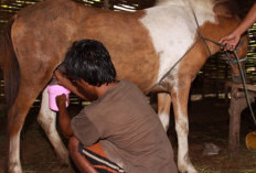 Kamu Harus Tahu! Ini Dia Manfaat Susu Kuda Liar