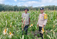 Bhabinkamtibmas Polsek Gelumbang Cek Lahan Jagung Kuartal III