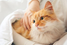 Kamu Sedang Memelihara Kucing? Ini Ada 5 Keajaibannya