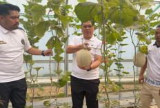 Dorong Pembinaan Kemandirian, Lapas Muara Enim Panen Raya 120 Kg Melon
