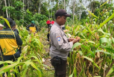Wujudkan Swasembada Pangan, Desa Bulang Panen 1 Ton Jagung