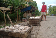 Dampak El Nino, Produksi Sawit dan Karet di Muara Enim Turun 50 Persen