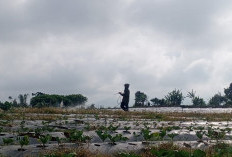 Lonjakan Harga Mulsa Tekan Produktivitas Petani Bawang di Semende Muara Enim