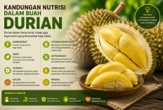 Berikut Ini Kandungan Nutrisi dalam Buah Durian, Si Raja Buah yang Kaya Manfaat