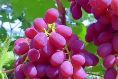 Ini Cara Aman dan Tepat Mengonsumsi Buah Anggur