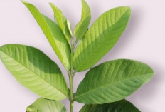 Mau Punya Wajah Glowing? Yuk Coba Pakai Daun Jambu Biji