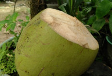 Segar! Ini 5 Rekomendasi Olahan Kelapa Muda untuk Menu Buka Puasa