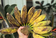 Sakit Kepala? Gampang, Cukup Konsumsi Pisang Saja