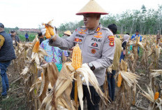Panen Jagung 8 Ton jadi Bukti Komitmen Ketahanan Pangan