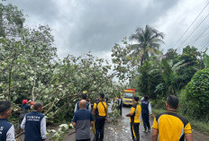 Polisi Bersama Masyarakat Gotong Royong Tebang Pohon Rawan Tumbang