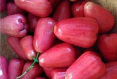 Jambu Air Delima Ternyata Mengandung Antioksidan Tinggi