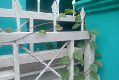 Inilah Ragam Khasiat Daun Binahong bagi Kesehatan