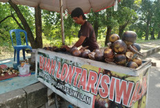 Buah Lontar Menyimpan Segudang Manfaat Luar Biasa untuk Kesehatan Tubuh