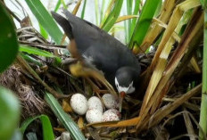 Kamu Wajib Tahu! Ini 7 Manfaat Mengonsumsi Burung Ruak-ruak untuk Kesehatan
