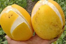 Timun Suri, Buah yang Selalu Hadir Saat Bulan Puasa Ramadan