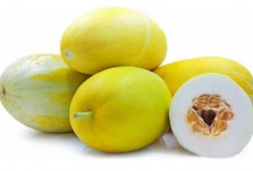 Perlu Diketahui, Ini Efek Samping Timun Suri Jika Dikonsumsi Berlebihan