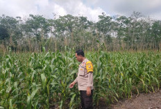 Komoditas Jagung Diminati Petani di Wilayah Muara Enim