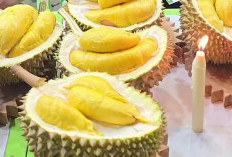 Inilah Keunggulan Durian Musang King