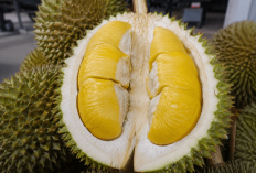 Jenis-jenis Durian Populer di Indonesia yang Paling Diburu Pecinta Durian, Nomor 6 Asal Sumsel