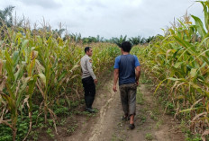 Polsek Sungai Rotan Cek Progres Ketahanan Pangan di Lahan Perusahaan