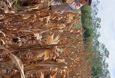 Panen Raya Jagung Serentak Dukung Swasembada Pangan