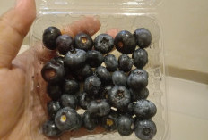 Blueberry Baik untuk Kesehatan Jantung, Fungsi Otak hingga Pencernaan dan Kulit