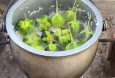 6 Manfaat Memasak Terong Bulat Bersamaan dengan Nasi