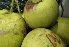 Yuk Simak! Ini 5 Resep Olahan Kelapa Muda Segar untuk Berbuka Puasa