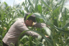 Jagung Tumbuh Subur, Ketahanan Pangan Nasional di Muara Enim Menguat 