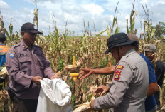 Panen Jagung untuk Perkuat Pangan Nasional