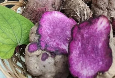 Umbi Uwi Kaya Akan Nutrisi, Kini Keberadaanya Mulai Ditinggalkan