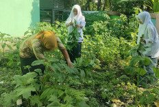 MAN 1 Muara Enim Sulap Lahan Kosong jadi Laboratorium Hidup