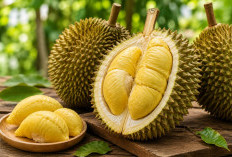 Kenapa Durian Disebut Raja Buah? Ini Sejarah, Keunikan, dan Fakta Menariknya
