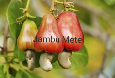 Jambu Mete Sehat Namun Punya Dampak Negatif