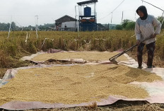 Kemarau Panjang, Petani di Muara Enim Terancam Gagal Panen