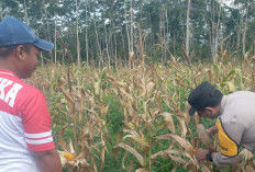 Jagung di Desa Gumai Binaan Polsek Gelumbang Siap Panen dalam Waktu Dekat